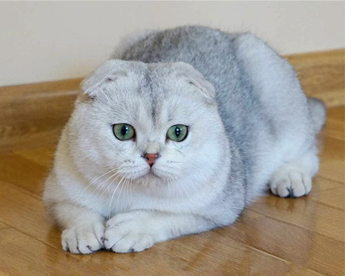 Frisstyle Lemur