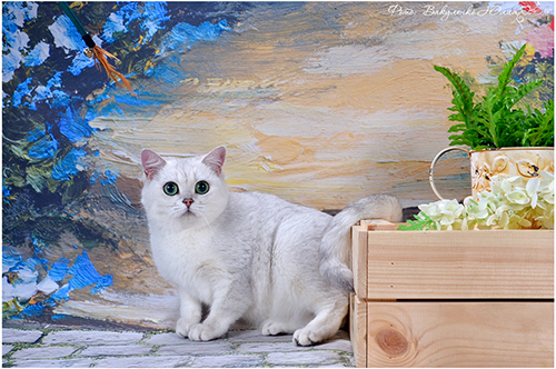 хаски гл мини