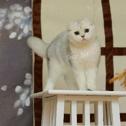 Frisstyle Lemur