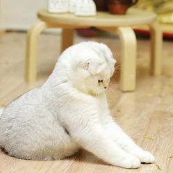 Frisstyle Lemur