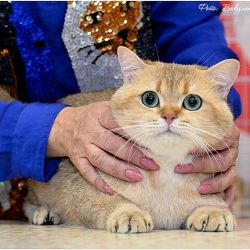 Наши коты