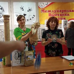 Наши коты