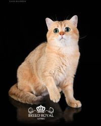 Наши коты