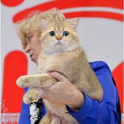 Наши коты