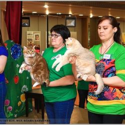Наши коты