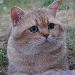 Наши коты