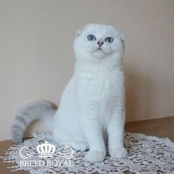 Breed Royal Erta