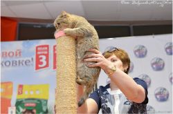 Наши кошки
