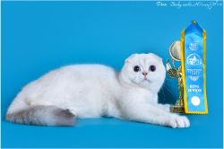 Shot lari Lavеnder