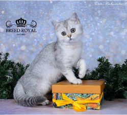 Snow City Peri Nancy