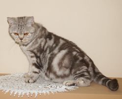 Наши кошки