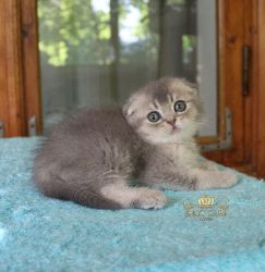 Наши котята