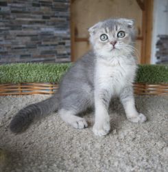 Наши котята
