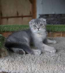 Наши котята