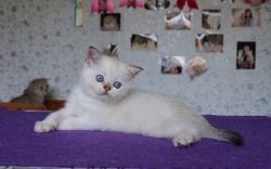 Наши котята