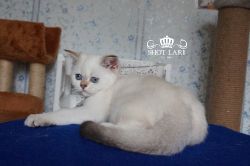 Наши котята