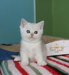 Наши котята