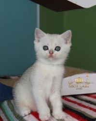 Наши котята