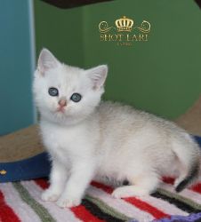 Наши котята