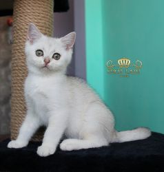 Наши котята