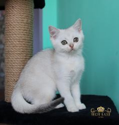 Наши котята