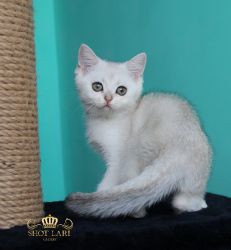 Наши котята