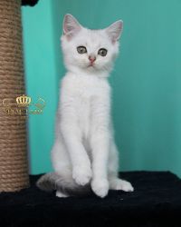 Наши котята