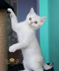 Наши котята