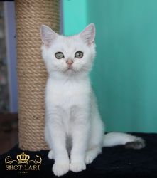 Наши котята