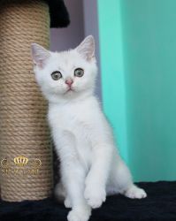 Наши котята