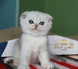 Наши котята