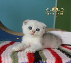 Наши котята