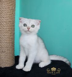 Наши котята