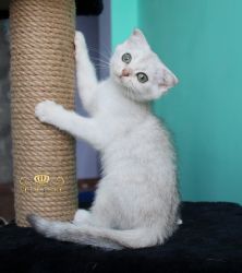 Наши котята