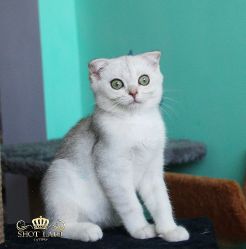 Наши котята