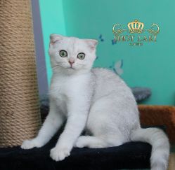 Наши котята