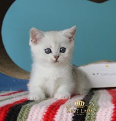 Наши котята