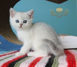 Наши котята