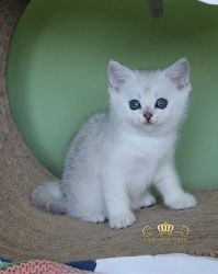Наши котята
