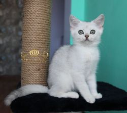 Наши котята