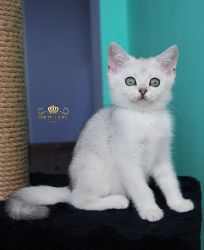 Наши котята