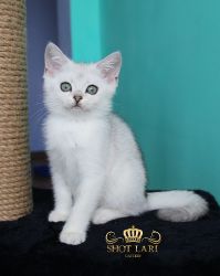 Наши котята
