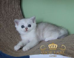 Наши котята