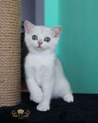 Наши котята