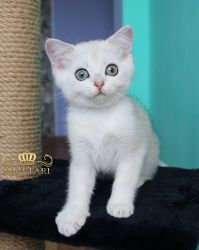 Наши котята