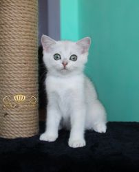 Наши котята