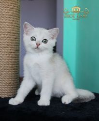 Наши котята