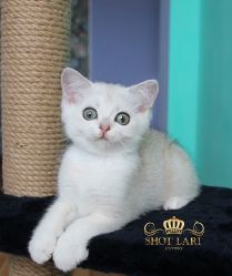 Наши котята