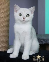 Наши котята