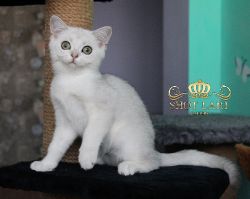 Наши котята